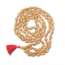 2 Mukhi Rudraksh
