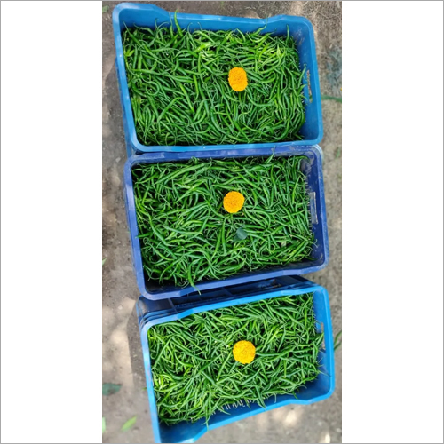 Indian Green Chilli - Organic, Fresh, Natural Shape | Nutrient-rich Spice For Diverse Culinary Creations, Ideal For Food Preparation
