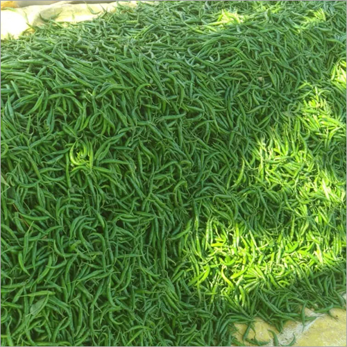 Indian Green Chilli - Organic, Fresh, Natural Shape | Nutrient-rich Spice For Diverse Culinary Creations, Ideal For Food Preparation