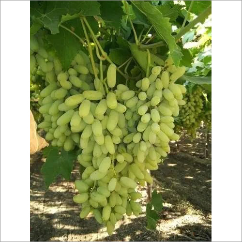 Green Grapes - Whole Natural Size, Organic Fresh Variety | Sweet Flavor, Refreshing Green Color