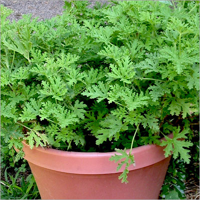 Citronella Essential Oil - High Purity Liquid | 24-month Shelf Life Ideal For Dry Storage