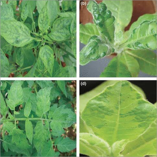 Viricide Solution For Plant Application: Agriculture