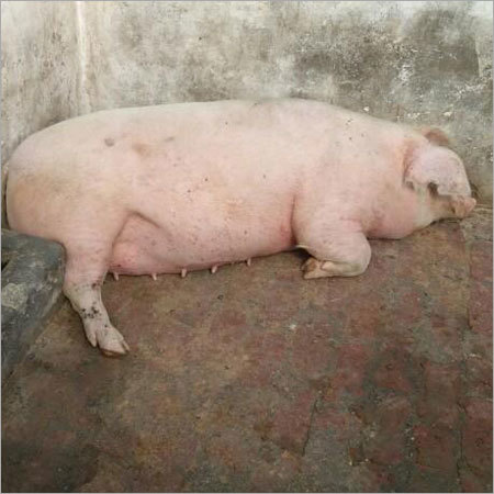 Pregnant Sows