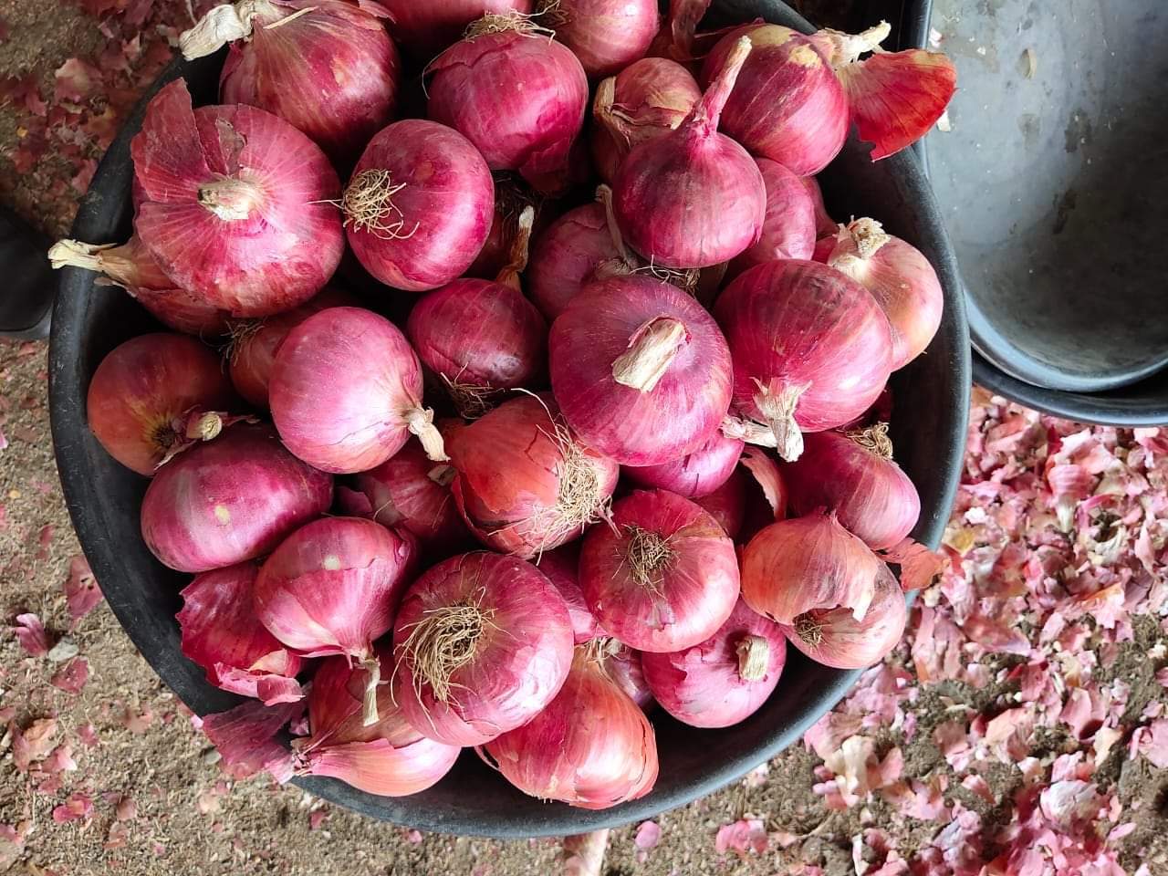 Up Bihar And Jharkhand Quality Onion Preserving Compound: Fresh