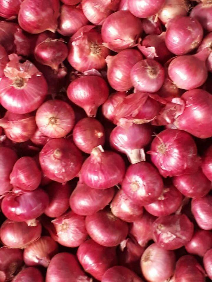 Up Bihar And Jharkhand Quality Onion Preserving Compound: Fresh