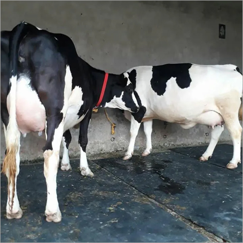 Indian Hf Cow