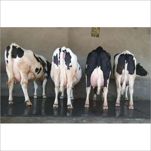 Indian Hf Cow