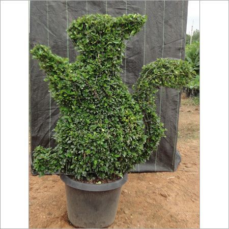 Green Rabbit Topiary With Pot