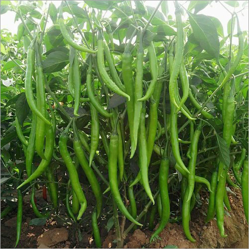 Sugoi F1 Hybrid Chilli Seeds
