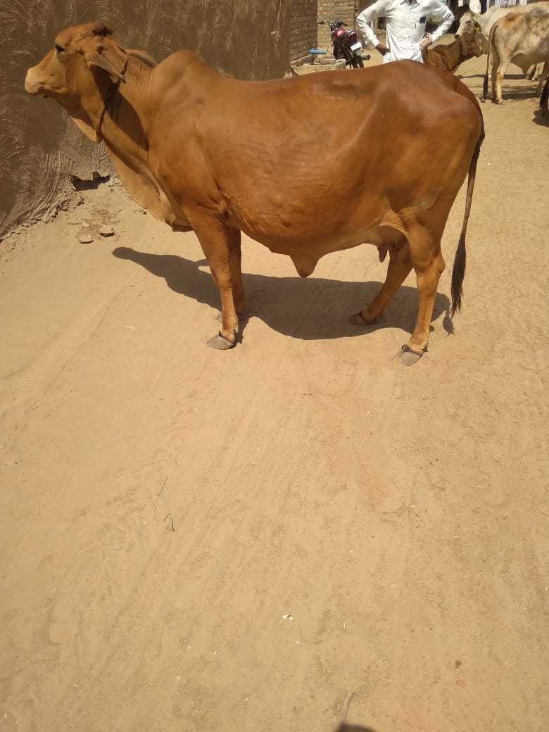 Red Sahiwal Dairy Cow