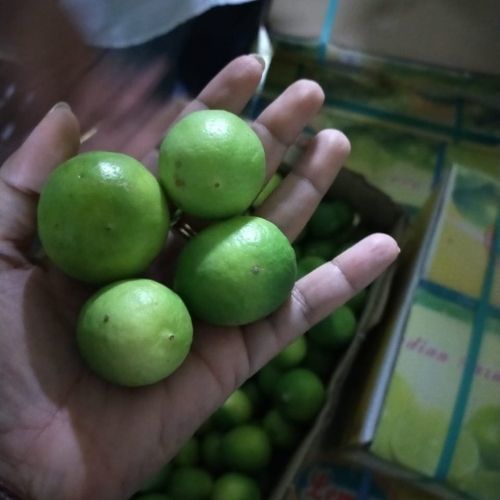 Fresh Green Lemon - Small Round Fruit | Exotic, Smooth, High In Vitamin-c For Immunity Boost