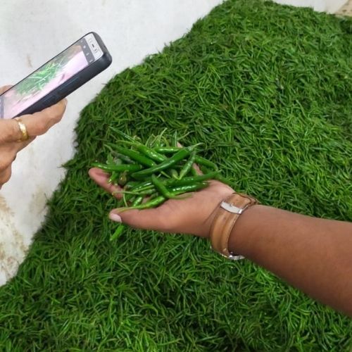 Green Chilli