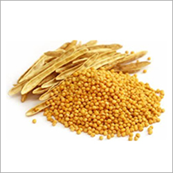 Yellow  Mustard Seeds