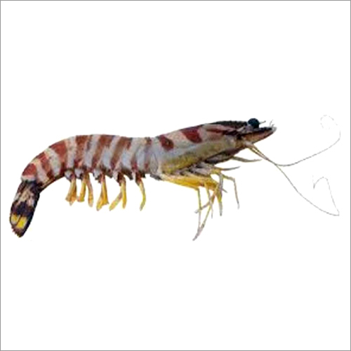 फ्लॉवर झींगुर