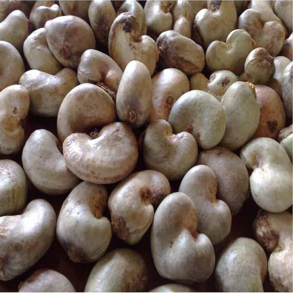 Raw Cashew Nuts - White Wholes W240 W280 W320, Moisture 7% Max, Broken 5% Max, Natural Taste, Nutrient Rich