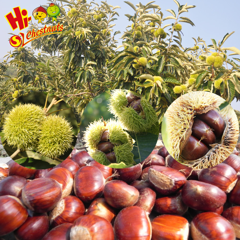 Fresh Chestnut