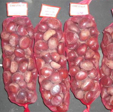 Fresh Chestnut