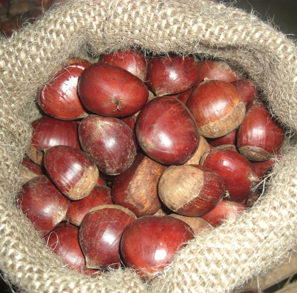 Fresh Chestnut