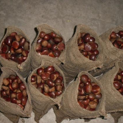Premium Malabar Chestnut