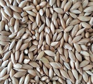 White Sesame Seeds - Premium Quality Nutrient-rich Naturally Gluten-free High In Protein And Healthy Fats