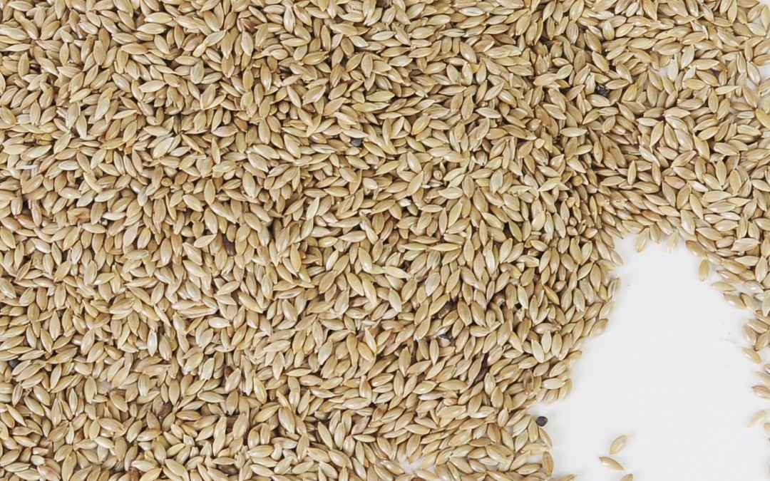 White Sesame Seeds - Premium Quality Nutrient-rich Naturally Gluten-free High In Protein And Healthy Fats