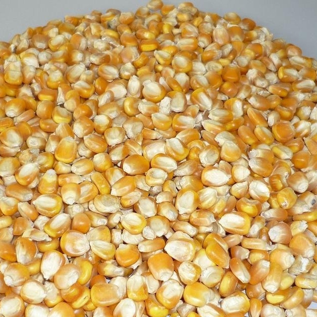 Yellow And White Corn - Grade 2 Non-gmo & Gmo | High Purity Dried Suitable For Human Consumption And Animal Feed