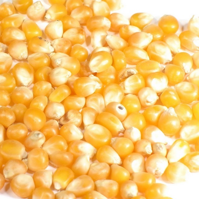 Yellow Corn - Grade 1 Non-gmo Variety, High-quality Maize For Food Industry