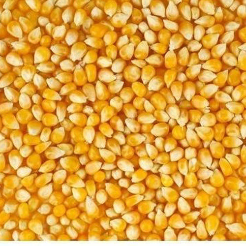 Yellow Corn - Grade 1 Non-gmo Variety, High-quality Maize For Food Industry
