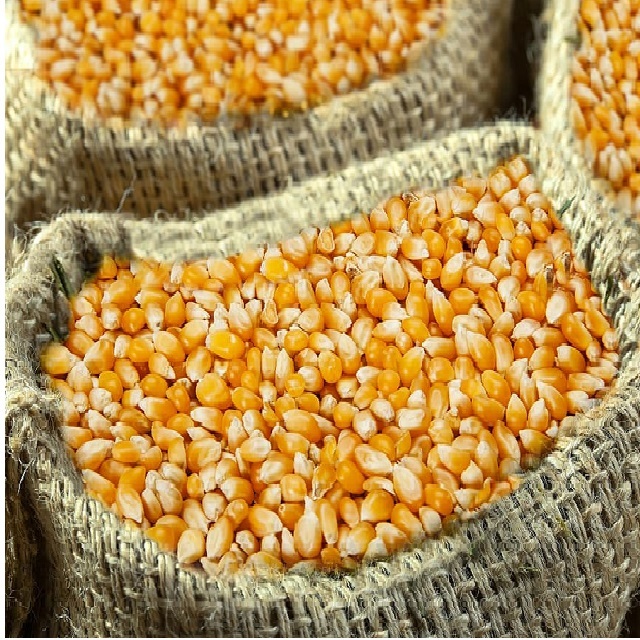 Yellow Corn - Grade 1 Non-gmo Variety, High-quality Maize For Food Industry