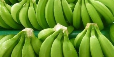 Fresh Green Cavendish Bananas - Premium Quality 13.5kg Case Class A Hands 4-6 | Vacuum-sealed Packing Nutritious And Wholesome Fruit