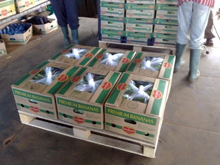 Organic Natural Green Cavendish Banana