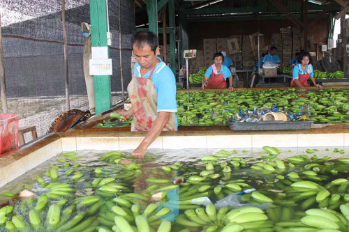 Cavendish Banana/banana Fresh/fresh Banana