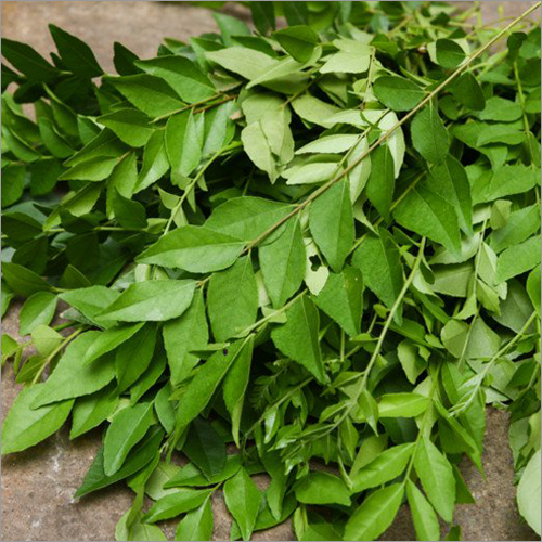 Curry Leaves