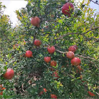 Organic Pomegranate