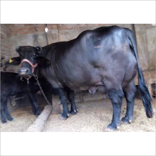 काली मुर्रा भैंस लिंग: महिला