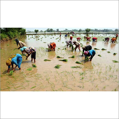 खुले क्षेत्र में चावल