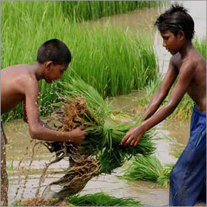 चावल की बुवाई