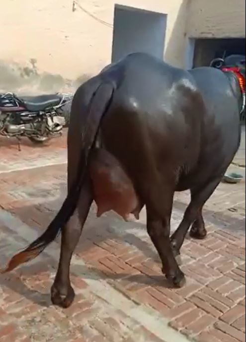 Murrah Black Buffalo Gender: Female