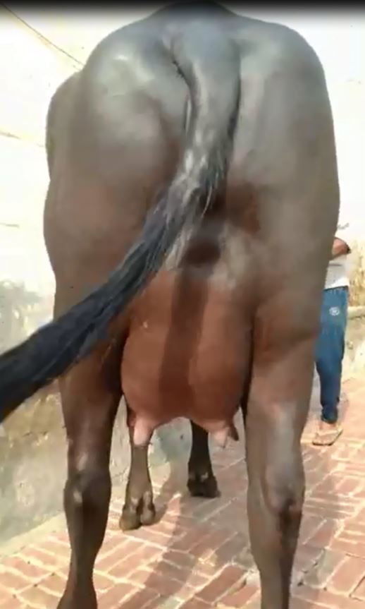 Murrah Black Buffalo Gender: Female