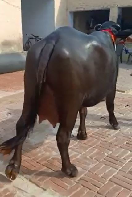 Murrah Black Buffalo Gender: Female