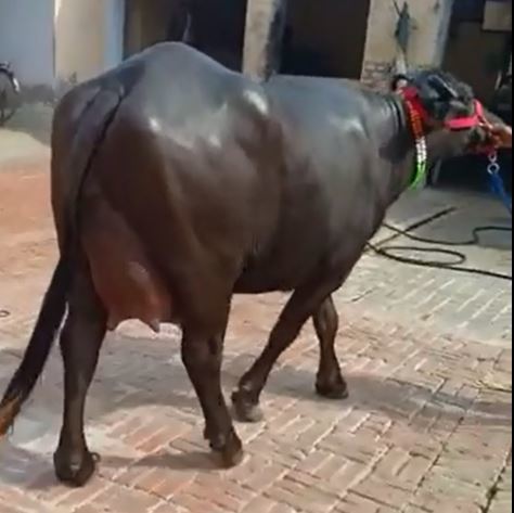 Murrah Black Buffalo Gender: Female