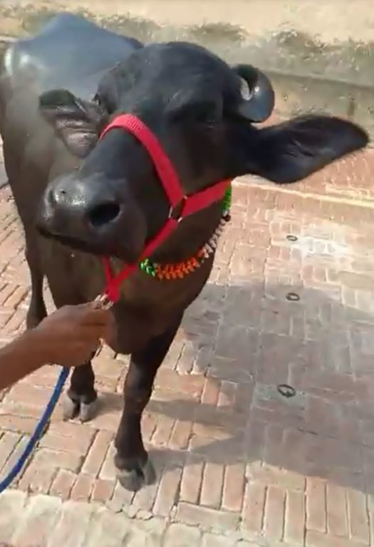 Murrah Black Buffalo Gender: Female
