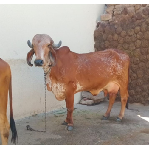 उच्च दूध क्षमता गिर गाय