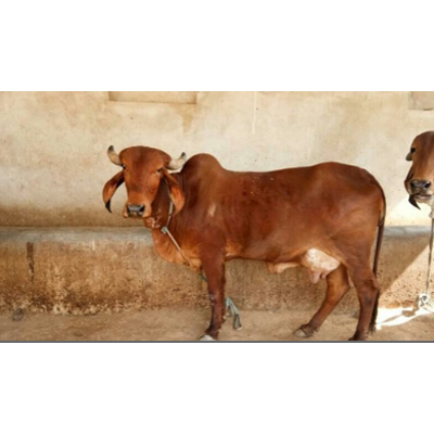 स्वस्थ गीर गाय