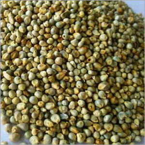 Green Millet Seeds