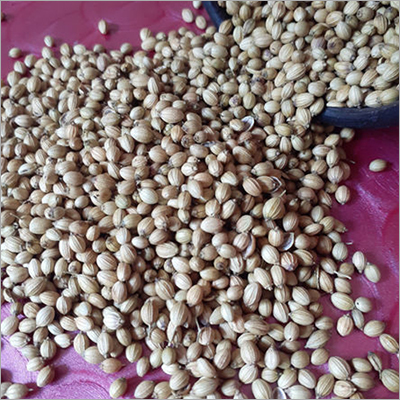 Coriander Seeds