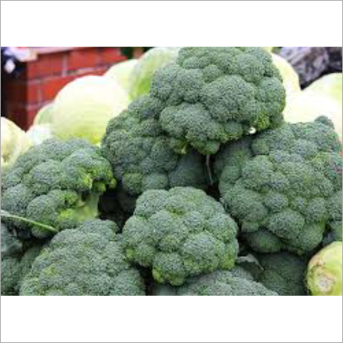 Fresh Broccoli - Fresh Green Color, Nutrient-Rich Superfood for Healthy Diets