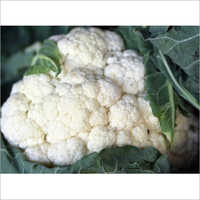ताजा गोभी