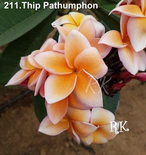 Reddish Pink With Golden Shade At Center Plumeria Variety Thai Thip Pathumphon