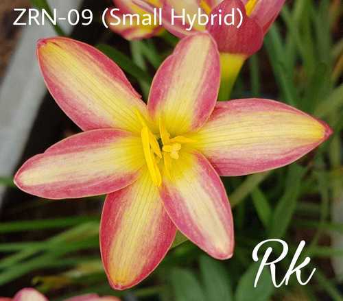 Orange Color With Pink Boundary Rain Lily Variety "Small Hybrid"